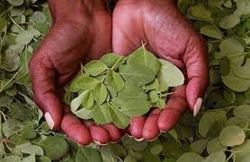 Cara mengkonsumsi daun kelor perlu diperhatikan untuk mendapatkan manfaatnya yang optimal. Daun Kelor Si Tanaman Ajaib Halaman All Kompasiana Com
