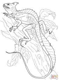 Basilisk Lizard Coloring Page Free Printable Coloring Pages Coloring Pages Animal Coloring Pages Basilisk Lizard