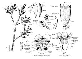 Image result for Myrtaceae