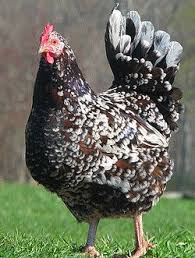 Black And White Speckled Chicken Name Pictorial History Of Chicken Pens I Ve Tried Pet Chickens Fancy Chickens Beautiful Chickens