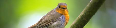 Heimische vögel im eigenen garten oder auf balkon und terrasse zu beobachten, ist sehr beliebt. Vogel Futtern Im Garten Die Zehn Grossten Irrtumer Garten Ch