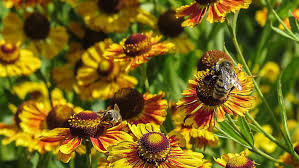 Shop costco.com for electronics, computers, furniture, outdoor living, appliances, jewelry and more. Pollinators Are Buzzing Over These Late Summer Nectar Rich Plants