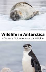 Wildlife In Antarctica A Visitor S Guide To Antarctic Wildlife In 2020 Antarctica Travel Wildlife Travel Antarctica