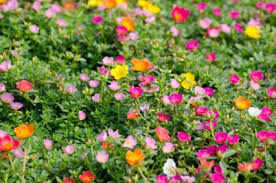 We did not find results for: How To Grow Moss Rose Flowers Portulaca Gardening Channel