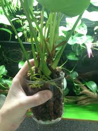 Riparium Plant List Plants Planted Aquarium Plant List