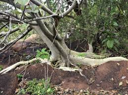 Image result for Ficus abutilifolia