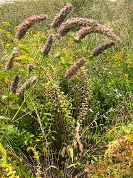 Image result for Anisophylleaceae