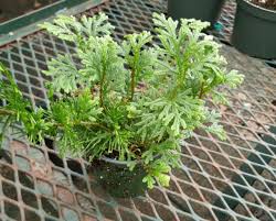 Image result for Selaginella perpusilla