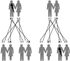 Males and females can transmit the trait unless it caused death before the reproductive age. Ii 5 1 Mendel S Laws Apply In A Slightly Modified Form To The Transfer Of Genes Located On Sex Chromosomes S Frozen Evolution Or That S Not The Way It Is Mr Darwin A Farewell