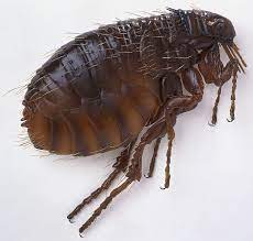 A Simple Flea Solution 5 Steps Instructables