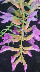 Image result for Astragalus atropilosulus