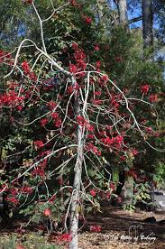 Image result for Buchnera attenuata