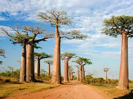 It is located in the southern and eastern hemispheres of the earth. Geography Of Madagascar