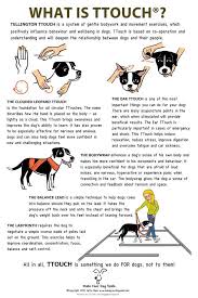 Pin By D K On Pets Dog Care Puppy Training Dog Training Obedience