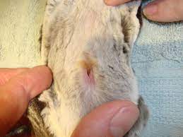 Sugar Gliders Exotic And Laboratory Animals Msd Veterinary Manual