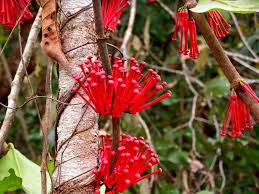 Image result for Globimetula