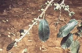 Image result for Ficus stuhlmannii