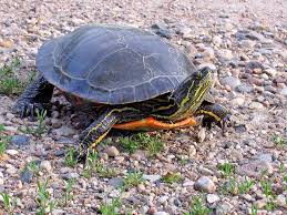 Only available in store at home depot. Painted Turtle Wikipedia