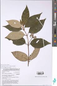 Image result for Sabicea