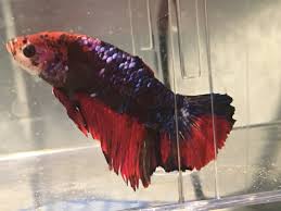 How Big Should Giant Betta Fry Be At 4 Weeks Old My