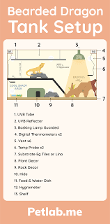 Bearded Dragon Tank Setup Infographics In 2020 Bearded Dragon Enclosure Bearded Dragon Tank Setup Bearded Dragon Tank