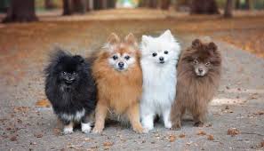 23 Colores De La Raza Pomerania Patrones Y Marcas Fotos