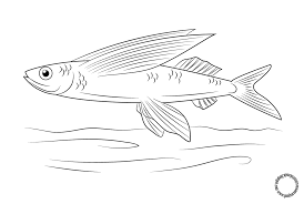 Gambar Mewarnai Ikan Terbang Untuk Anak Gambar Warna Anak