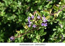 Image result for Ehretia rigida