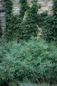 Image result for Rhipidoglossum delepierreanum