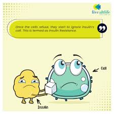 If you have more sugar in your body than it needs, insulin helps store the sugar in your liver and releases it when your blood sugar level is low or if you need more sugar, such as in between meals or during … Insulin Resistance A Step By Step Analysis Of Its Progression Livealtlife