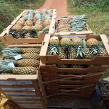 Ananas Variete Abacaxi 25 Tonnes Minimum Semaine Togo Recherche De Client Espaceagro