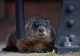 Maybe you would like to learn more about one of these? How To Handle Woodchucks In Your Garden