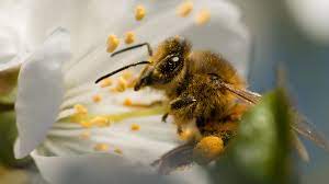 Flowers even give bees nectar, which they use to make honey, as motivation to visit. Roll Out A Fragrant Welcome For Bees Your Backyard Tips