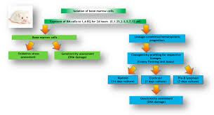 Sains biologi | membahas segala sesuatu yang berhubungan dengan biologi, terutama biologi sma. Ijerph Free Full Text Bone Marrow Oxidative Stress And Acquired Lineage Specific Genotoxicity In Hematopoietic Stem Progenitor Cells Exposed To 1 4 Benzoquinone Html