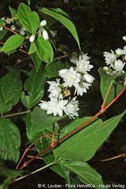 Image result for Deutzia scabra