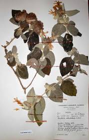 Image result for Barleria albostellata