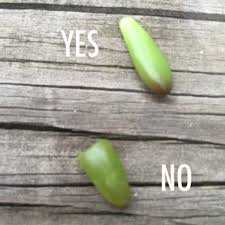 It grows leaves that look like puffy pillows of green topped off with scalloped tips like a pie crust. How To Propagate Key Lime Pie Succulents Aka Crinkle Leaf Succulents Plant Instructions