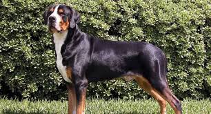 This list is updated regularly as puppies are reserved. Bernese Mountain Dog Dog Breed Profile Petfinder