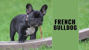 All of our french bulldog puppies go through extensive medical exams to ensure there health is in check. French Bulldog Puppies Complete Dog Breed Information Petmoo