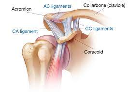 Both tendons and ligaments are dense regular connective tissue, because of its two properties: My Shoulder Is Separated Do I Need Surgery Injuries To The Acromioclavicular Ac Joint Shoulder Elbow