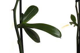 Maybe you would like to learn more about one of these? How To Make Keiki Paste Diy Recipe