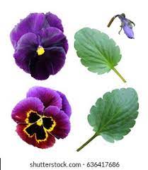 Pansy Leaves Hd Stock Images Shutterstock