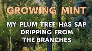 Is sap from other fruit trees or sap from plum trees edible? My Plum Tree Has Sap Dripping From The Branches Youtube