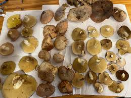 Image result for Suillus weaverae