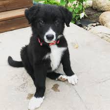 All Black Border Collie Puppy Black Border Collie Puppy 8 Weeks Collie Puppies Border Collie Puppies Border Collie