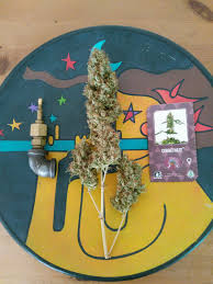 **today only** get extra marijuana seeds with your orderaustralianseedbank.com is australia's only legit seed bank. Sensi 11 Von Sensi Seeds Cannabis Sorten Infos