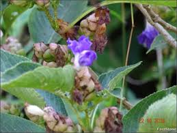 Image result for Sclerocarpus africanus