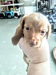 Proudly serving grand rapids & greater west michigan! Miniature Dachshund Puppies For Sale West Branch Mi 315865