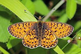 Small Pearl Bordered Fritillary Boloria Selene Small Pearl Bordered Fritillary Wikipedia Daily Pictures Image Of The Day Pictures