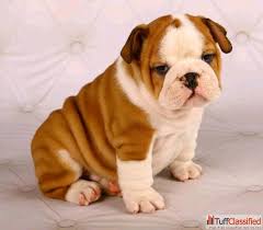 English bulldog puppies are available for adoption to good and lovely home. English Bulldog Puppies For Adoption The Y Guide